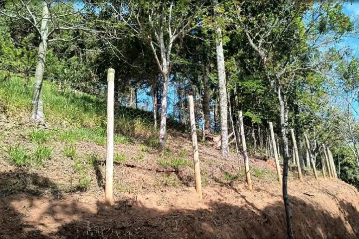 Terreno em declive com mourões de cerca e vegetação nativa.
