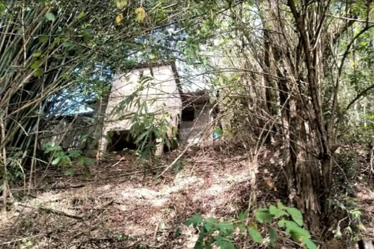 Construção antiga em ruína, tomada por vegetação.
