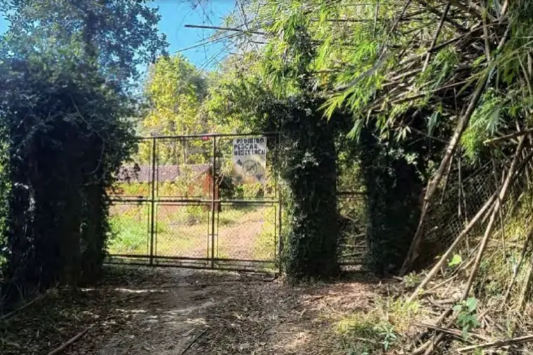 Portão metálico de acesso, tomado por vegetação.